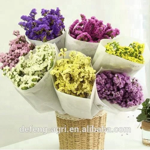 Dried flower limonium sinense for home decoration forget me not flower