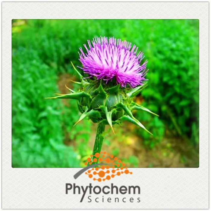 
Protect liver pure Milk Thistle Extract 70% silymarin by UV-VIS, acetone extraction 