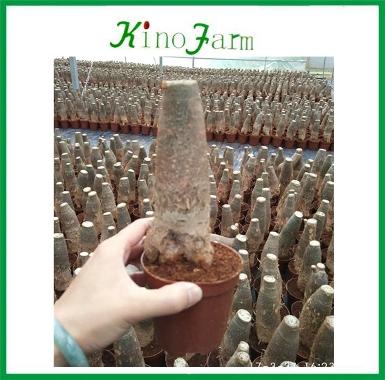 
zhangzhou kinofarm decorative indoor plants parchira bonsai 