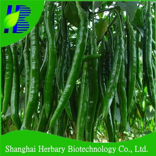 Bulk Green Hot Pepper Seeds, Green Chili Pepper Seeds, Green Chili Seeds