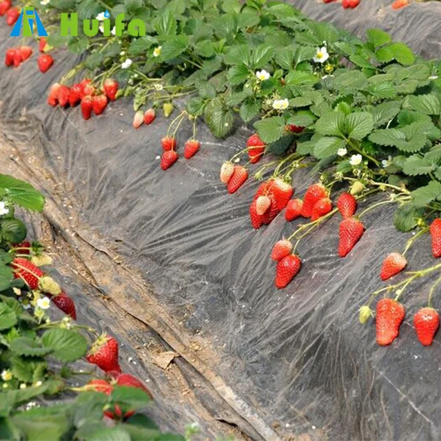 Galvanized Steel Strawberry Greenhouse Farming for sale