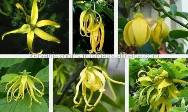 Fresh Pure Original Ylang Ylang Oil