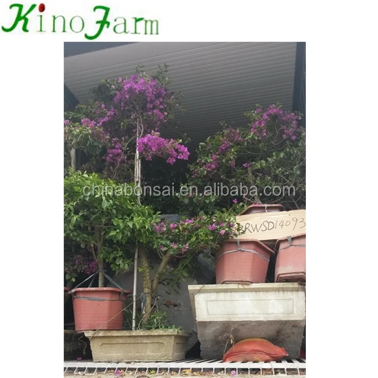 
Natural Plants Flowering Bougainvillea Bonsai 