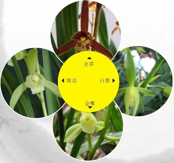 
2011 for sale 1.2 million pcs of potted orchid plant 