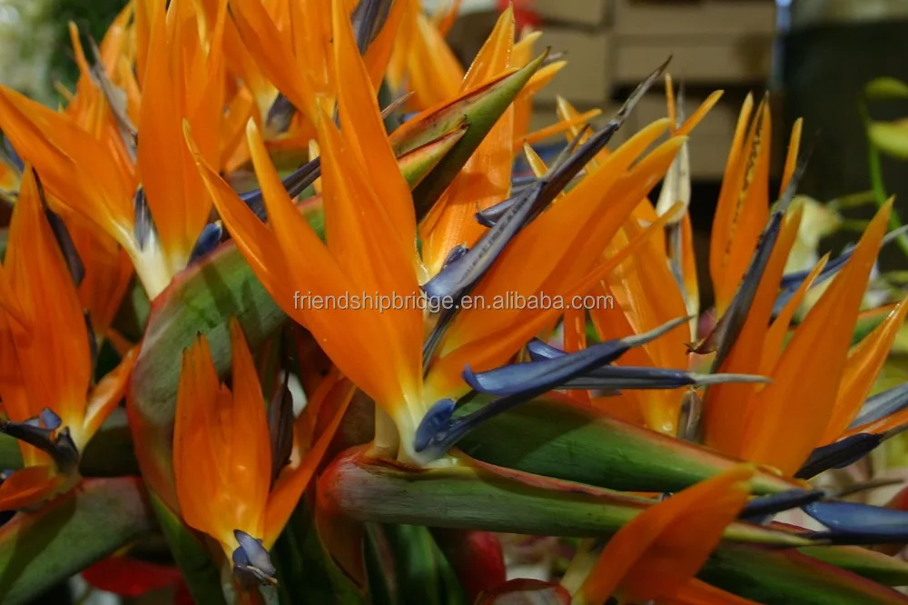 Bird of Paradise Flowers