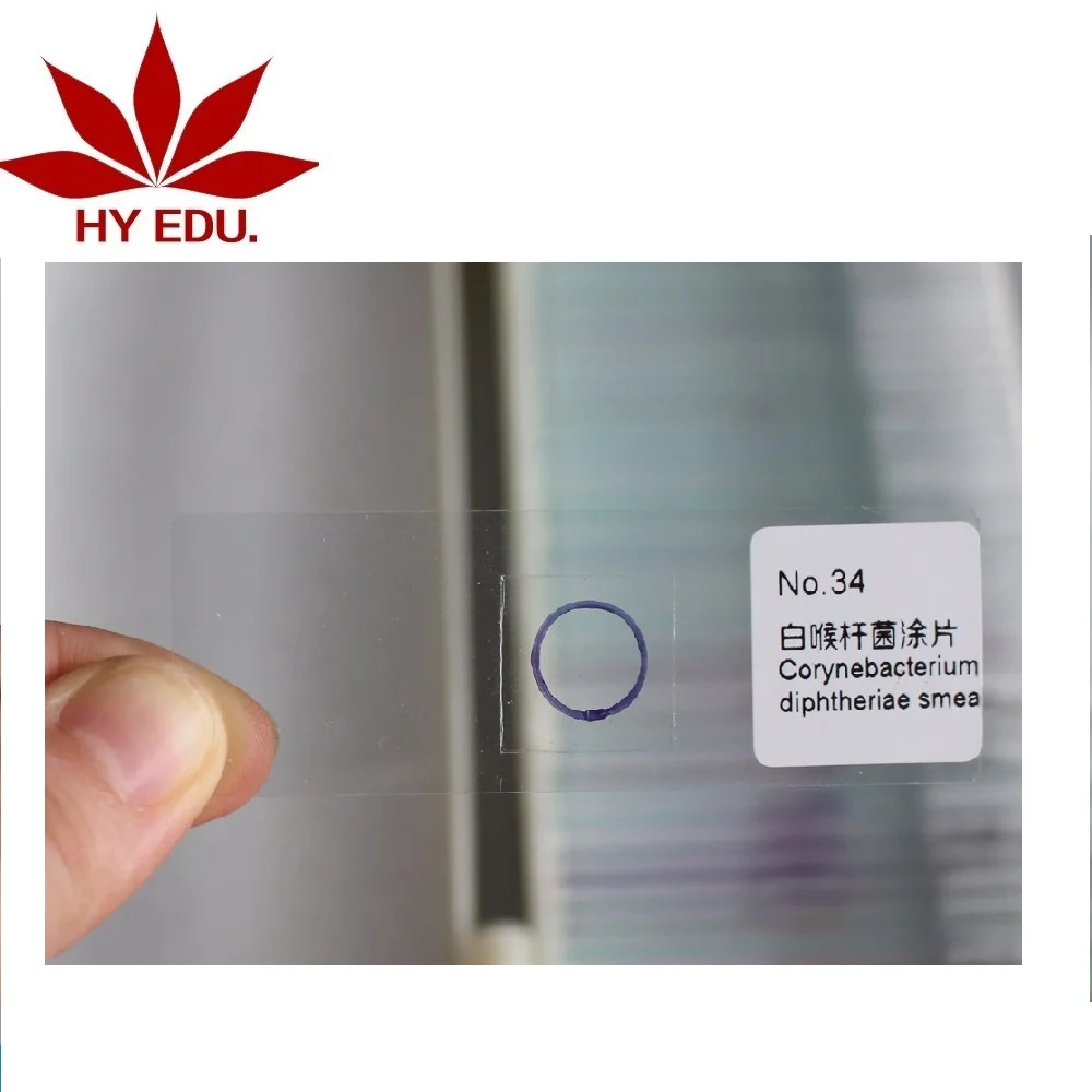 Индивидуальный стекломикроскоп Escherichia Coli Smear, микробиологические слайды