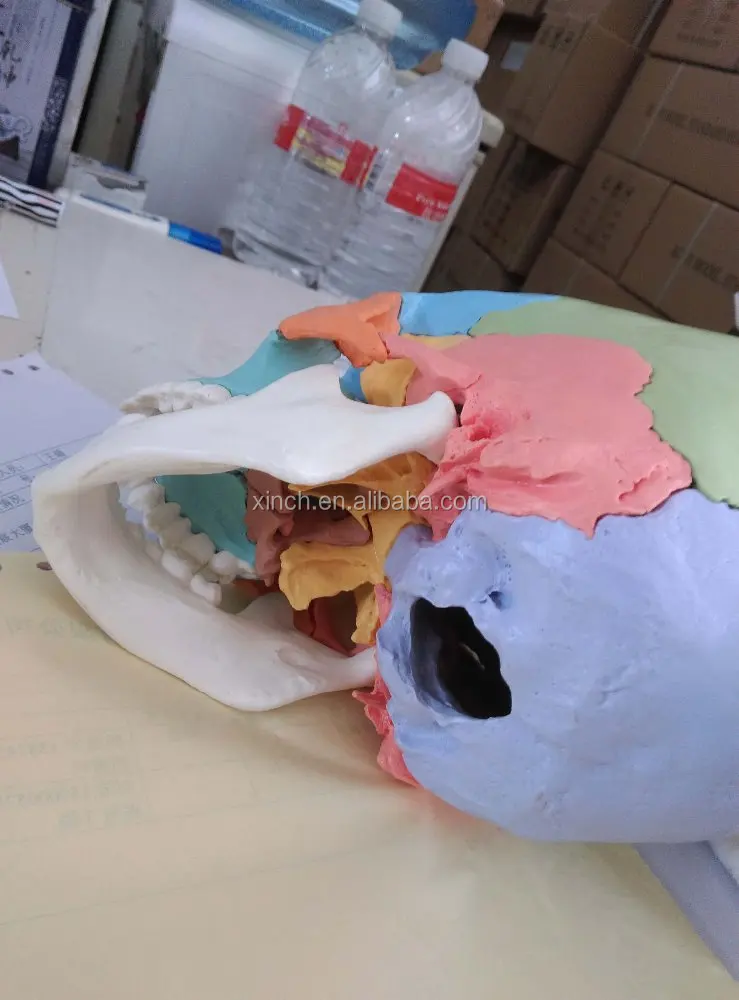 Colored Plastic Human Skull Model With 22pcs