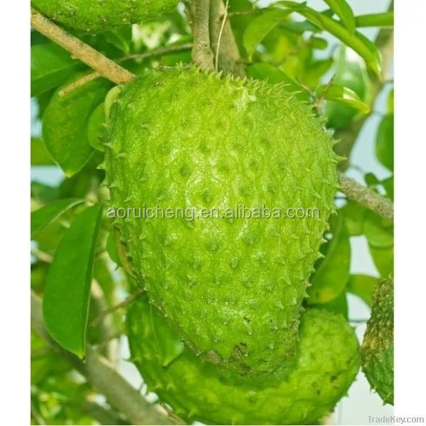 guanabana powder, soursop extract powder