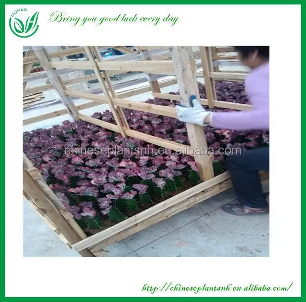 
Euphorbia Variegata Cactus Plants 