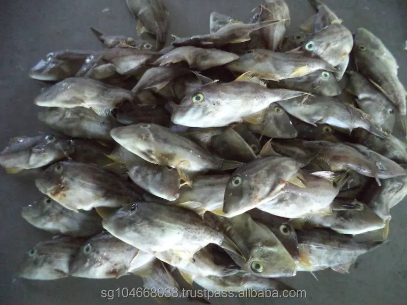 BQF Freezing 10kg/cartons Custom Packaging Malaysia Leather Jacket Fish Frozen Whole Round