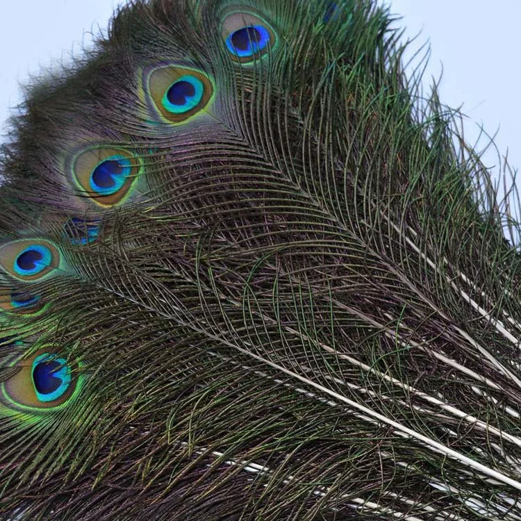 
Real Natural Wholesale Cheap Peacock Feather for sale 