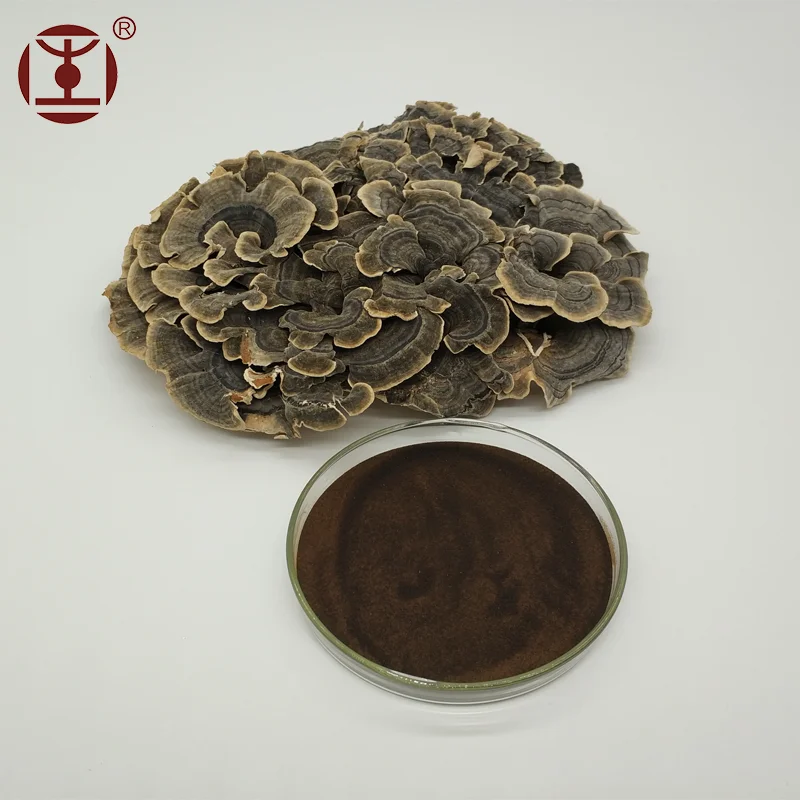 high quality turkey tail mushroom/ trametes coriolus/ versicolor extract