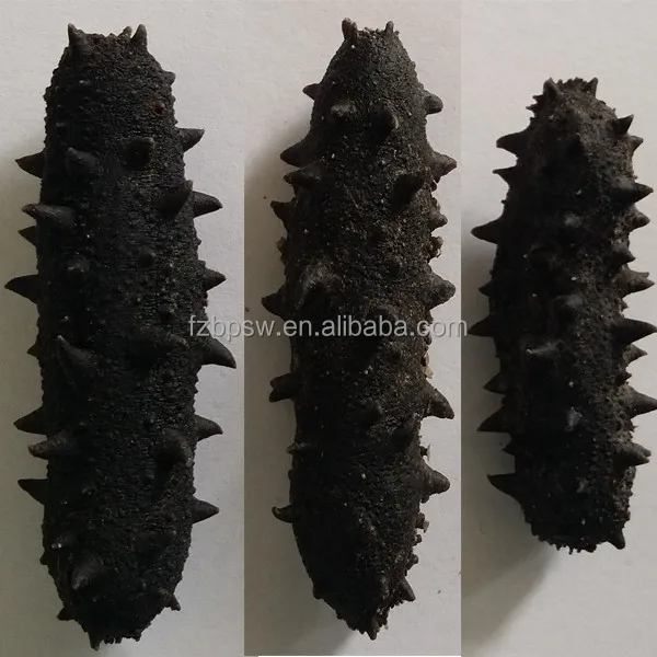 LOW PRICE NEW BLAKE DRIED PICKLY SEA CUCUMBER TREPANG WHOLESALE
