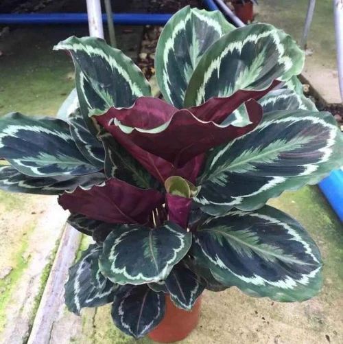 
Калатея розопикта (Липовая) Регенерированная 