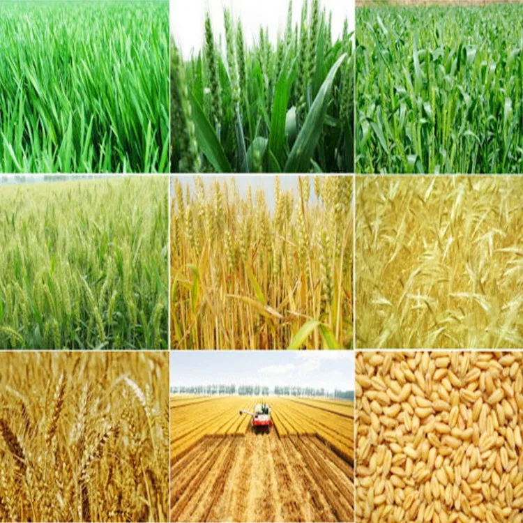 China vital meal 25kg food grade dry wheat gluten flour