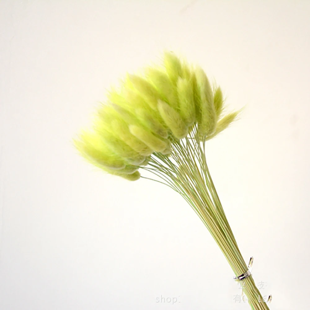 
Wholesale immortal grass immortal flower uraria crinita for home decoration 