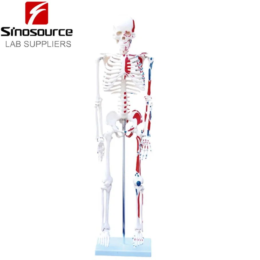 Medical Human Skeleton Model with Painted Muscles 85cm XC-102C