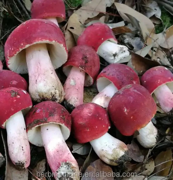 
Dried whole for food fungus Russula vinosa Lindblad 