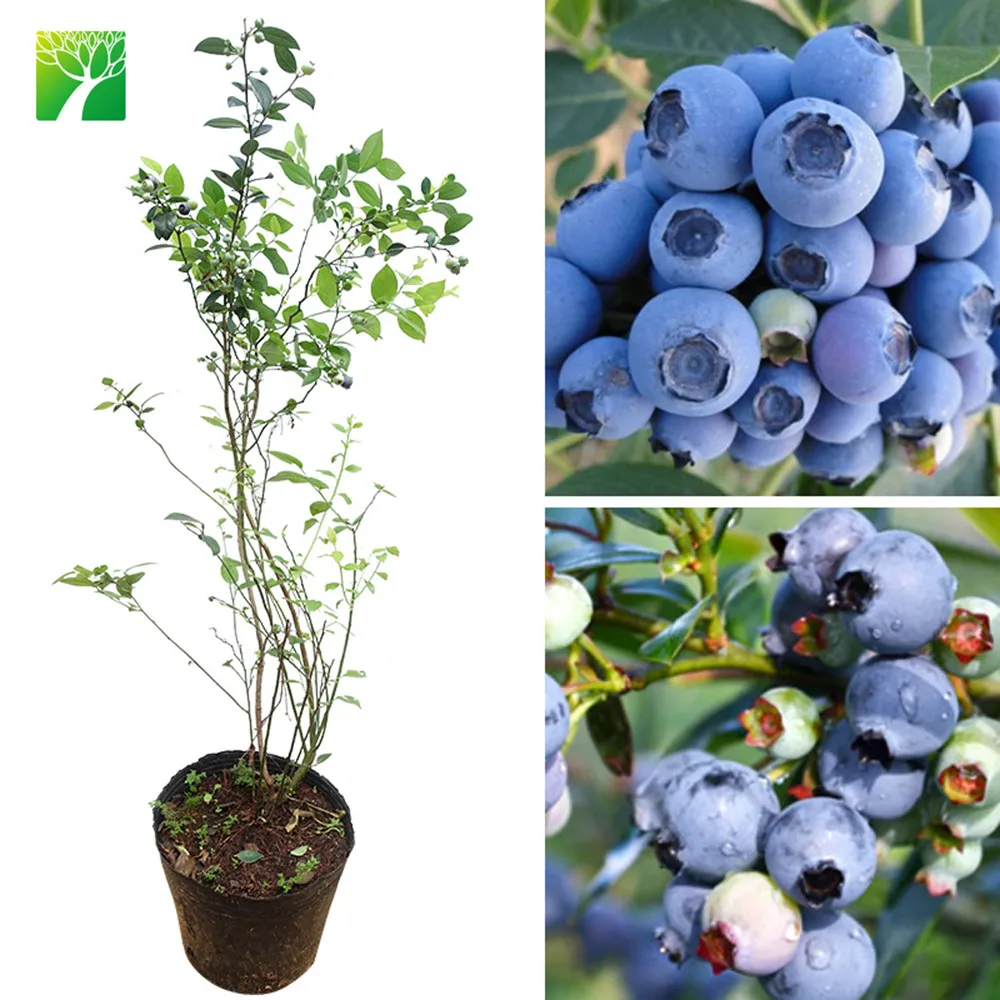 Распродажа растительная ферма белый цветок черника фруктовые саженцы дерево вакциния Spp