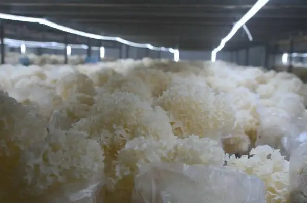 Detan Fresh Sparassis Crispa Mushroom Price