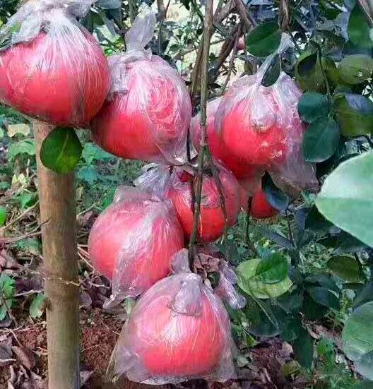 Саженцы грейпфрута Pomelo