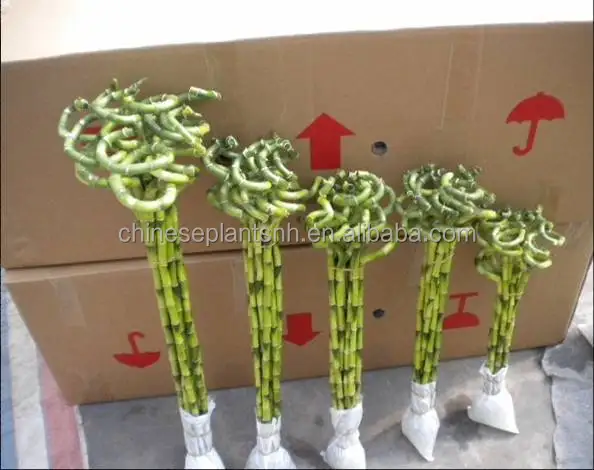 
spiral lucky bamboo, DRACAENA SANDERIANA, aquatic feng shui plants nursery garden decoration 