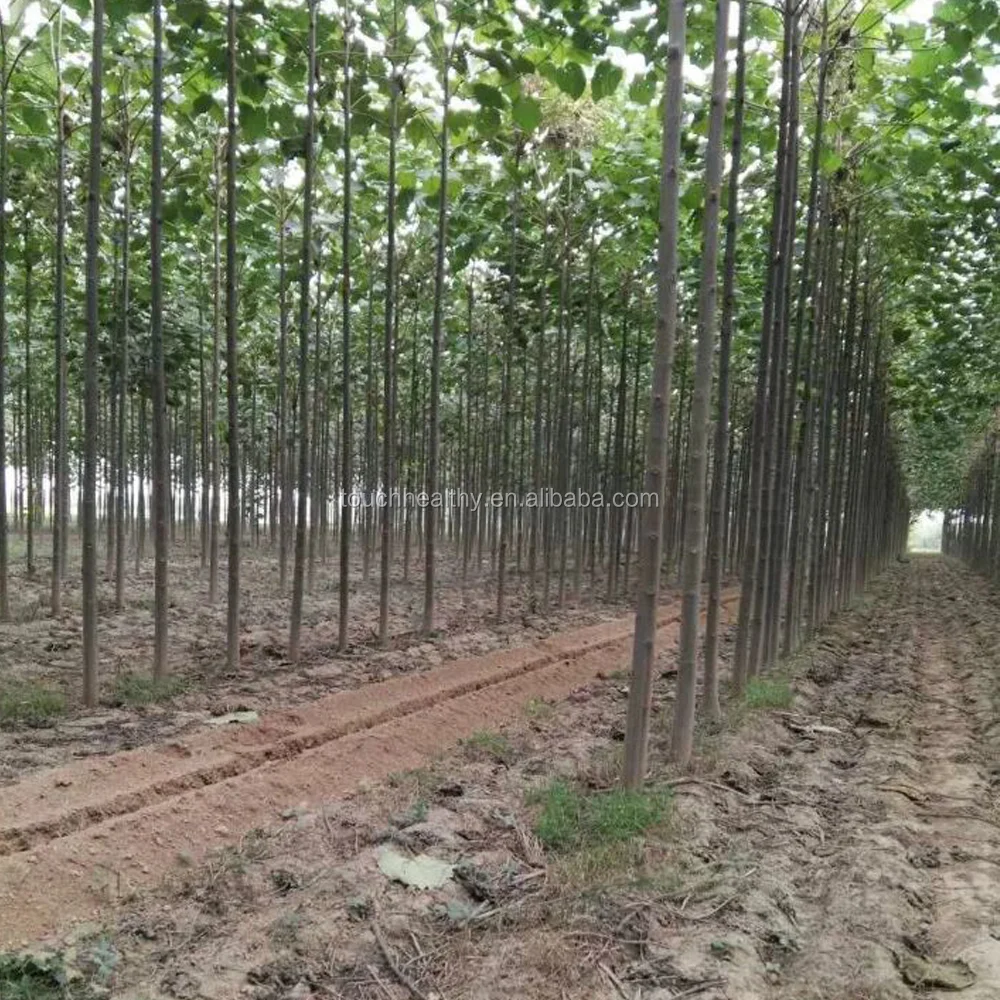 
2021 Good quality paulownia elongata seeds 