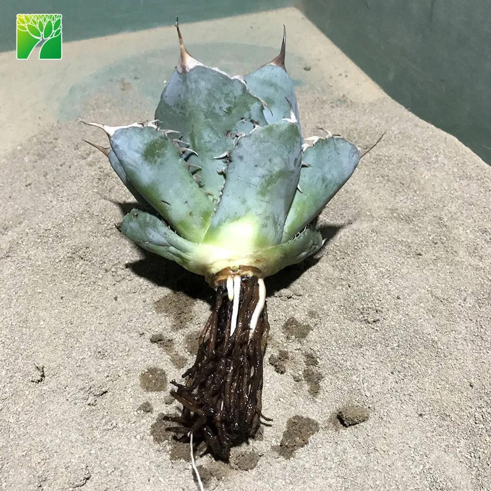 Лидер продаж, многолетние живые суккуленты Agave картофеля