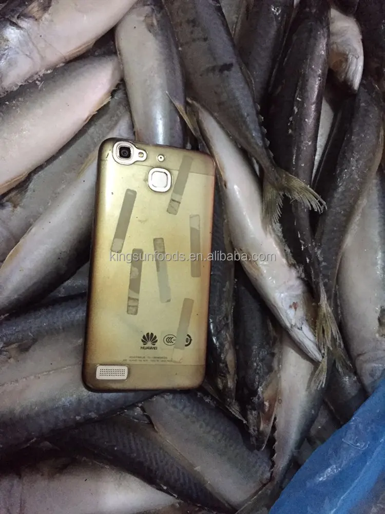Chub mackerel saba mackerelBest quality Frozen Pacific Mackerel