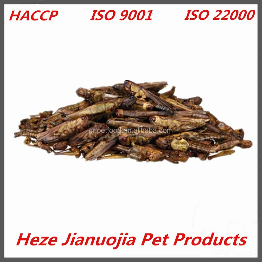 Dried Grasshoppers Dried Insects for Sale