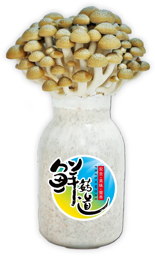 
Fresh whole mushroom planting in plastic bottle 