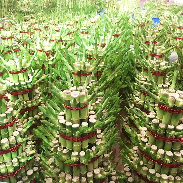 Новое поступление, натуральное декоративное растение, бамбук на удачу