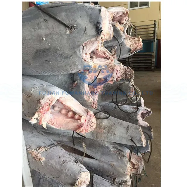 
frozen makaira mazara blue marlin fish in deeper tropical water 