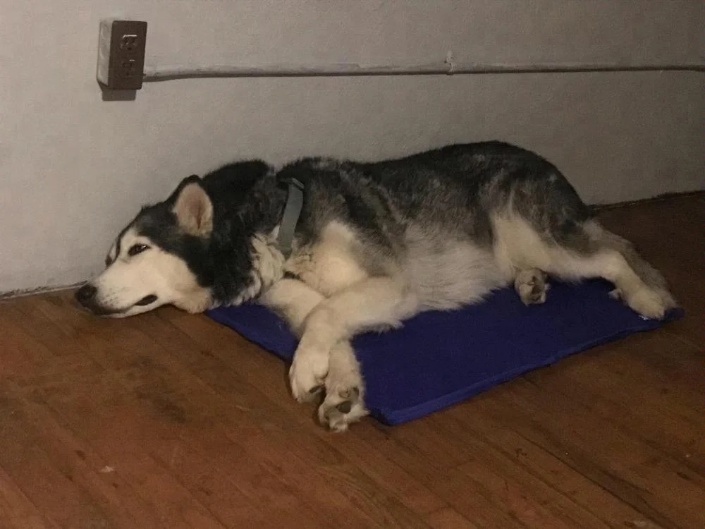 
Dog Cooling Pad Bed Self Cooling Gel Bed Cool mat for pet 