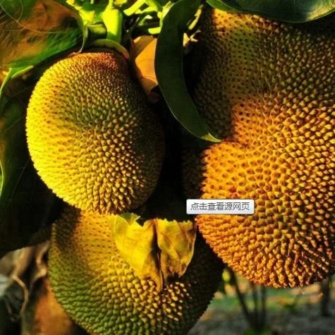 
Yellow fruit jackfruit seedling 