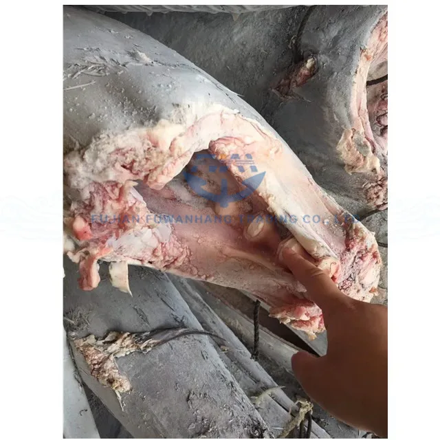 
frozen makaira mazara blue marlin fish in deeper tropical water 