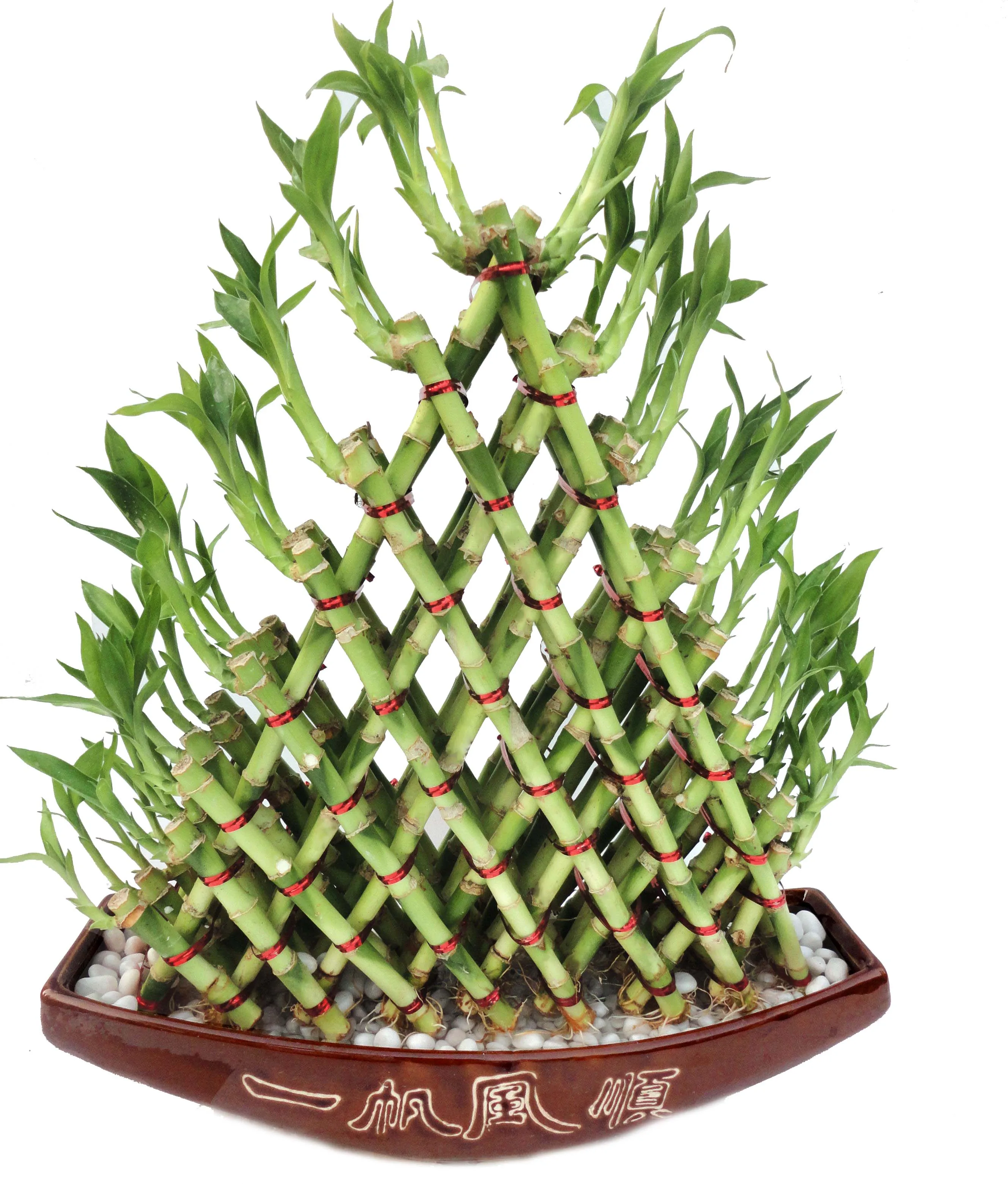 
Indoor Decoration Wholesale Lucky Bamboo 