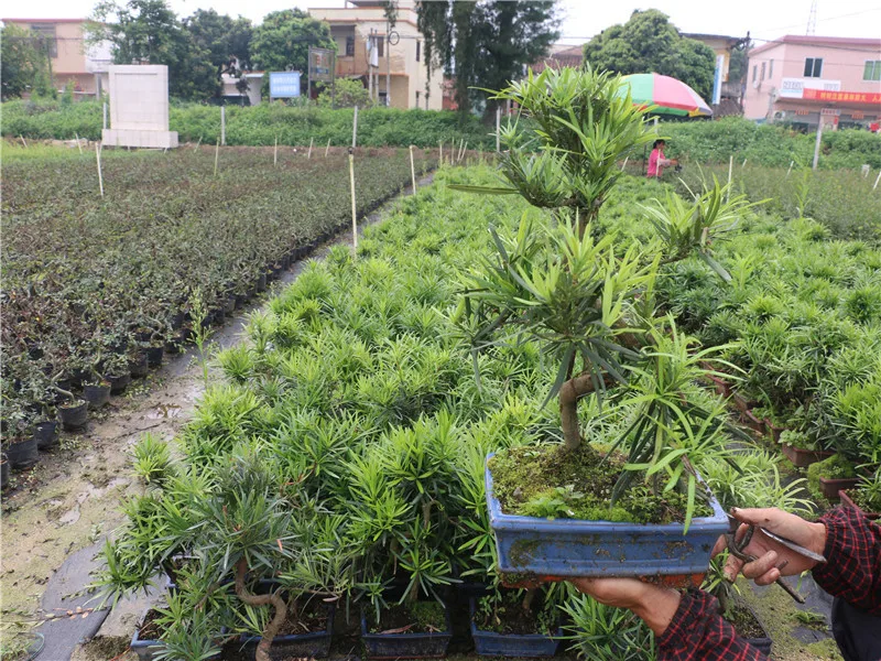 
 Наружный бонсай Podocarpus, экспорт, оптовая продажа  