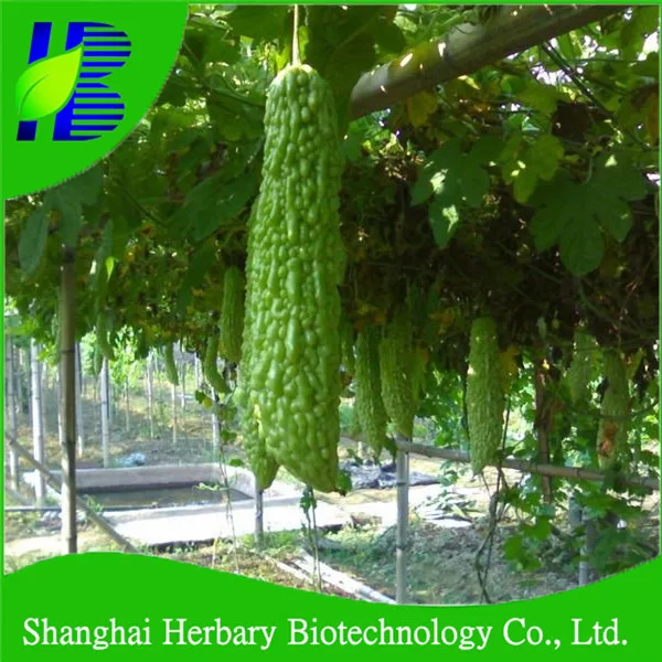 2021 Fresh Hybrid Bitter Melon Seed For Sowing