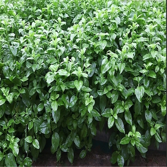 Good quality breast cancer andrographis aerial parts extract