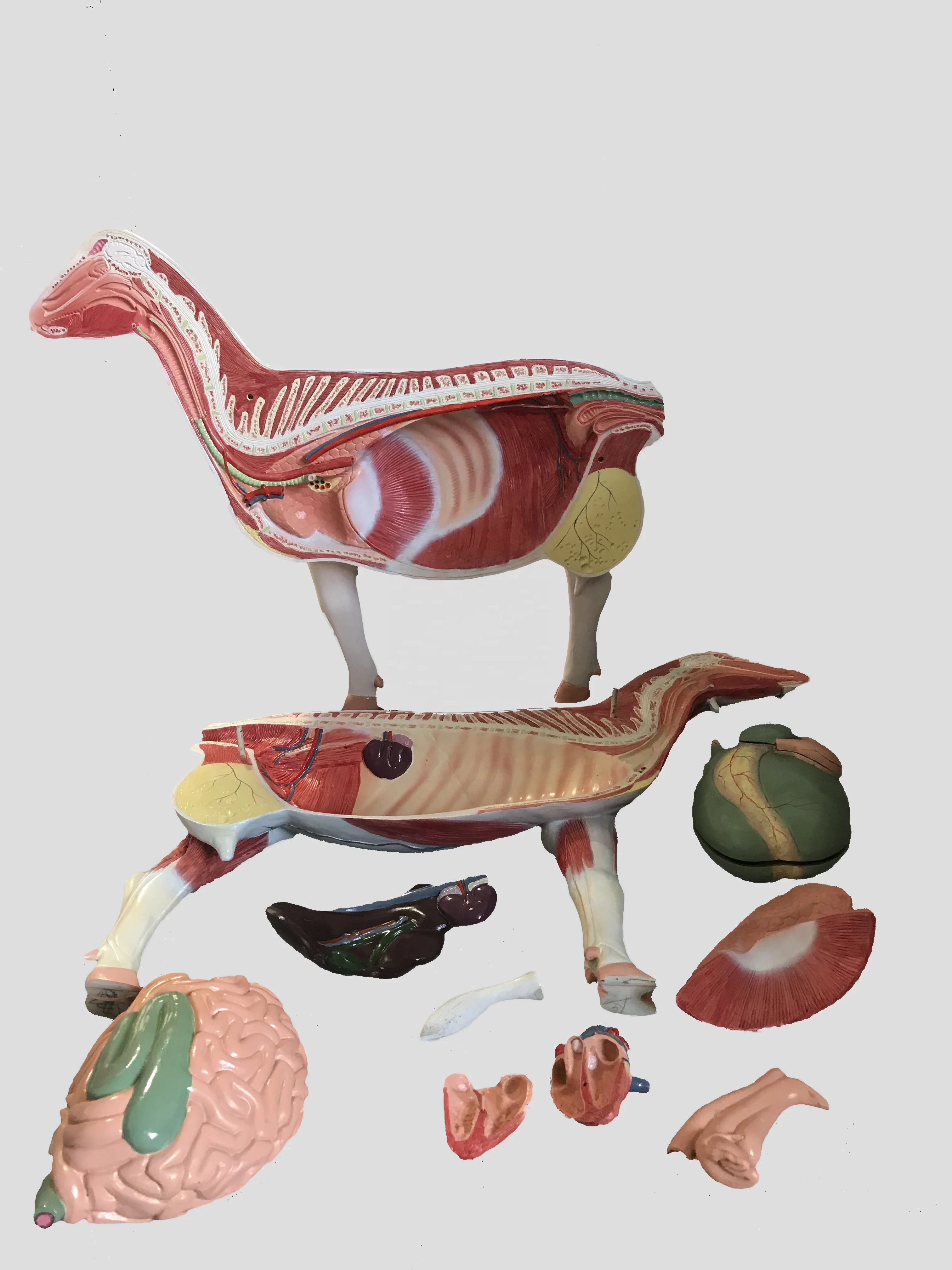 Plastic Sheep Anatomy Medical Model