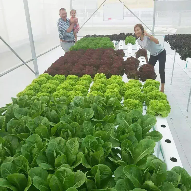 
Hydroponic Nft Channel Plastic Extrusion 