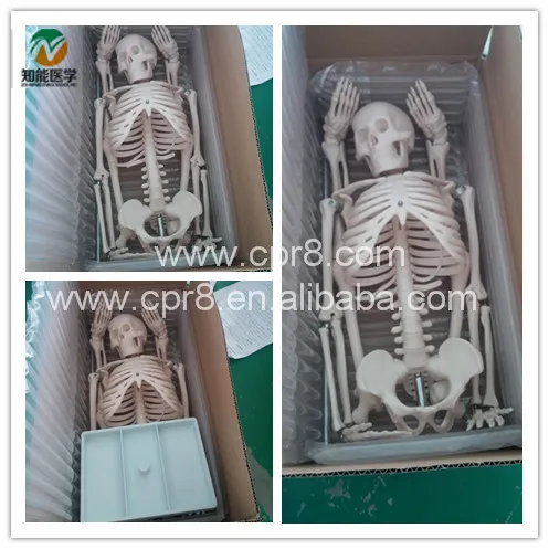 High quality Biological Anatomy entire human skeleton