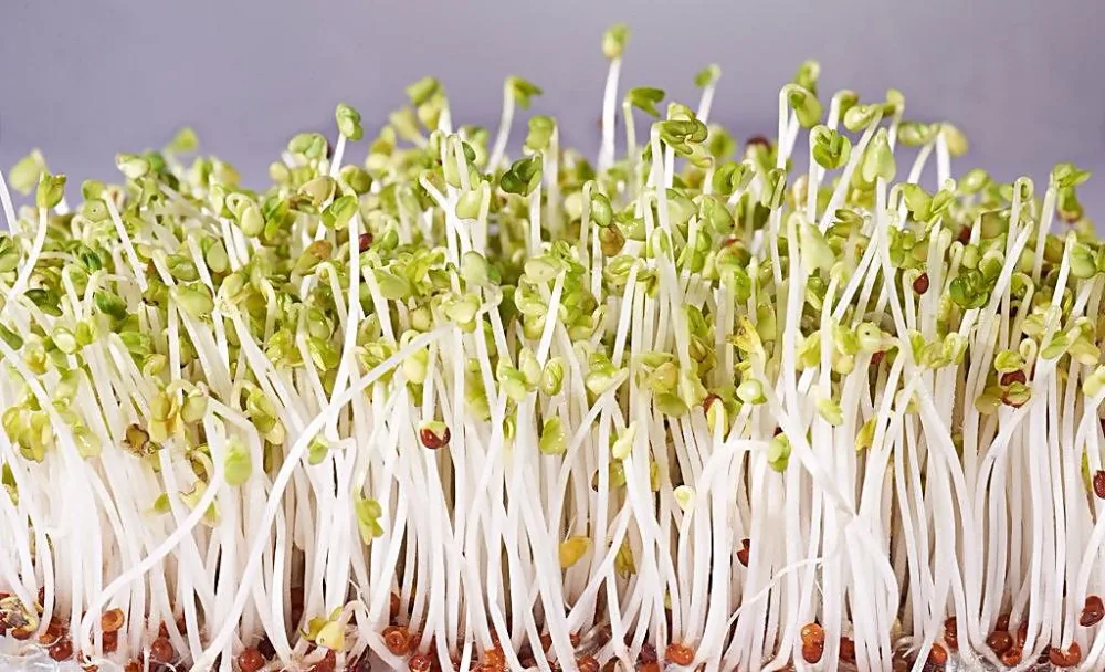 Новый урожай Moong Dal для проращивания