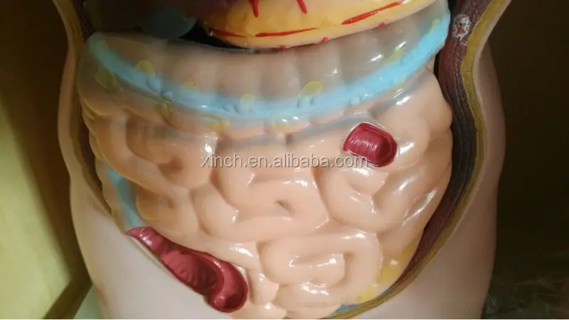 85CM half body male torso mannequin 19 Parts