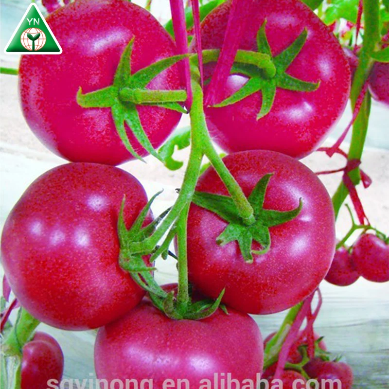 Yinong F1 hybrid high yield pink tomato seeds best price for sale