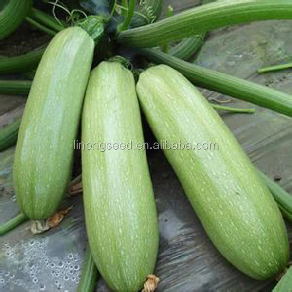High yield light green zucchini, summer squash seeds hybrid f1