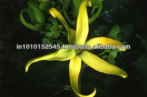 Plant Therapy Premium Ylang Ylang Oil Therapeutic Grade