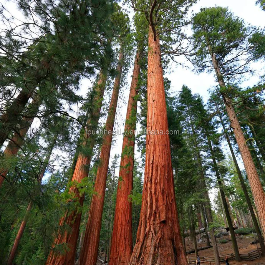 
2021 Good quality giant redwood seeds big tree seeds 
