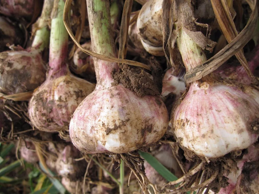 fresh garlic